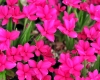 Rhodohypoxis Great ...